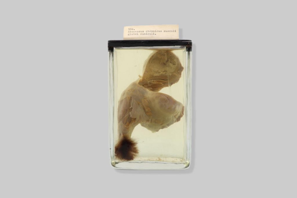 Abscessus chronicus musculi glutei cuniculi