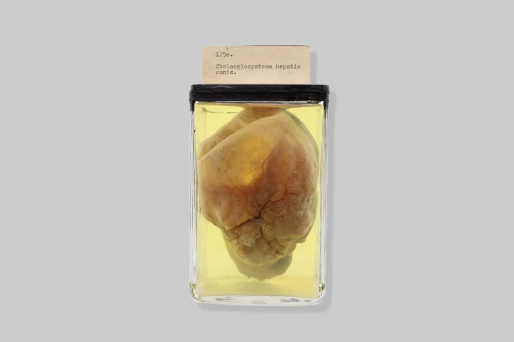 Cholangiocystoma hepatis canis