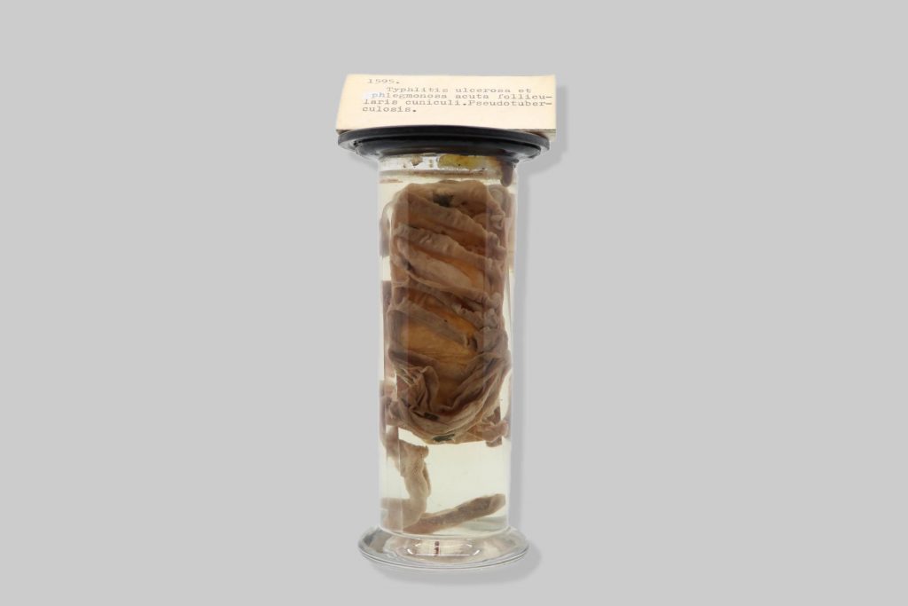 Typhlitis ulcerosa et phlegmonosa acuta follicularis cuniculi. Pseudotuberculosis.