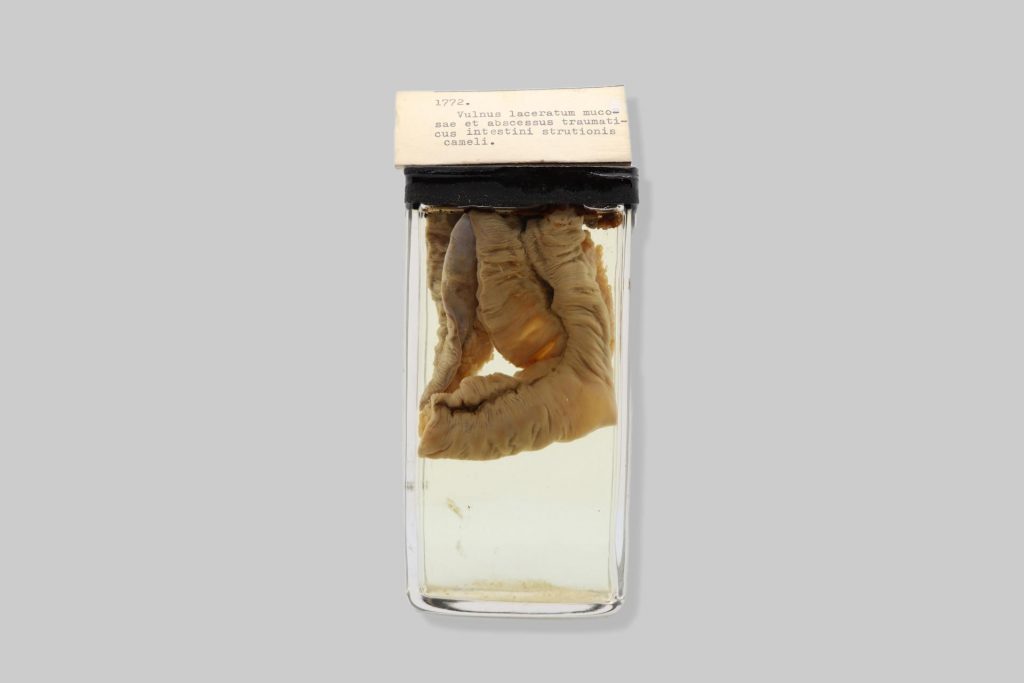 Vulnus laceratum mucosae et abscessus traumaticus intestini strutionis cameli