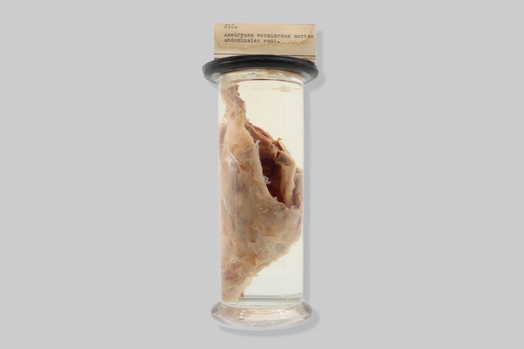 Aneurysma verminosum aortae abdominales equi