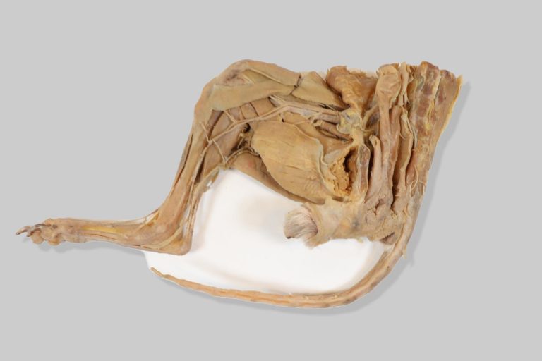 Zdjelični ud (membrum pelvinum) psa