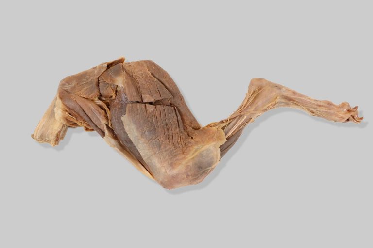Zdjelični ud (membrum pelvinum) psa