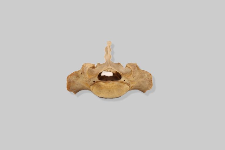 Križna kost (sacrum) muflona (Ovis aries musimon)