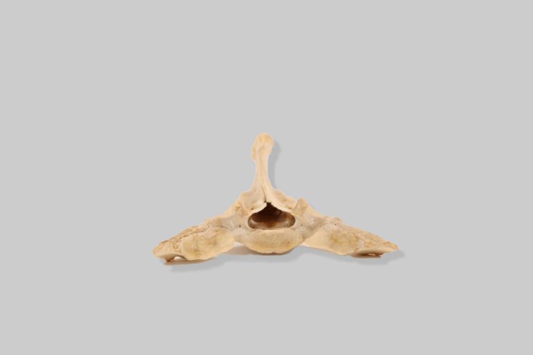 Križna kost (sacrum) magarca