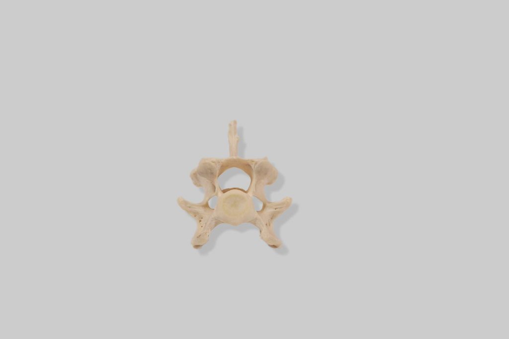 Vratni kralježak (vertebra cervicalis) psa