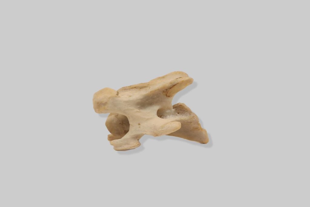 Vratni kralježak (vertebra cervicalis) svinje