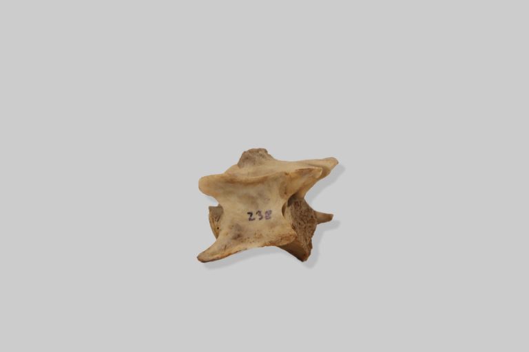 Vratni kralježak (vertebra cervicalis) muflona (Ovis aries musimon)