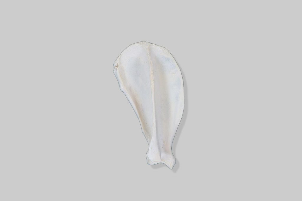 Lopatica (scapula) psa - desna