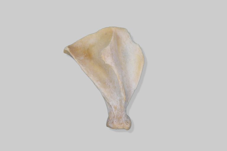 Lopatica (scapula) svinje - desna