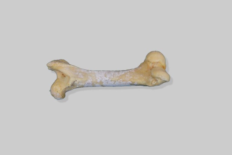 Bedrena kost (os femoris) svinje - desna
