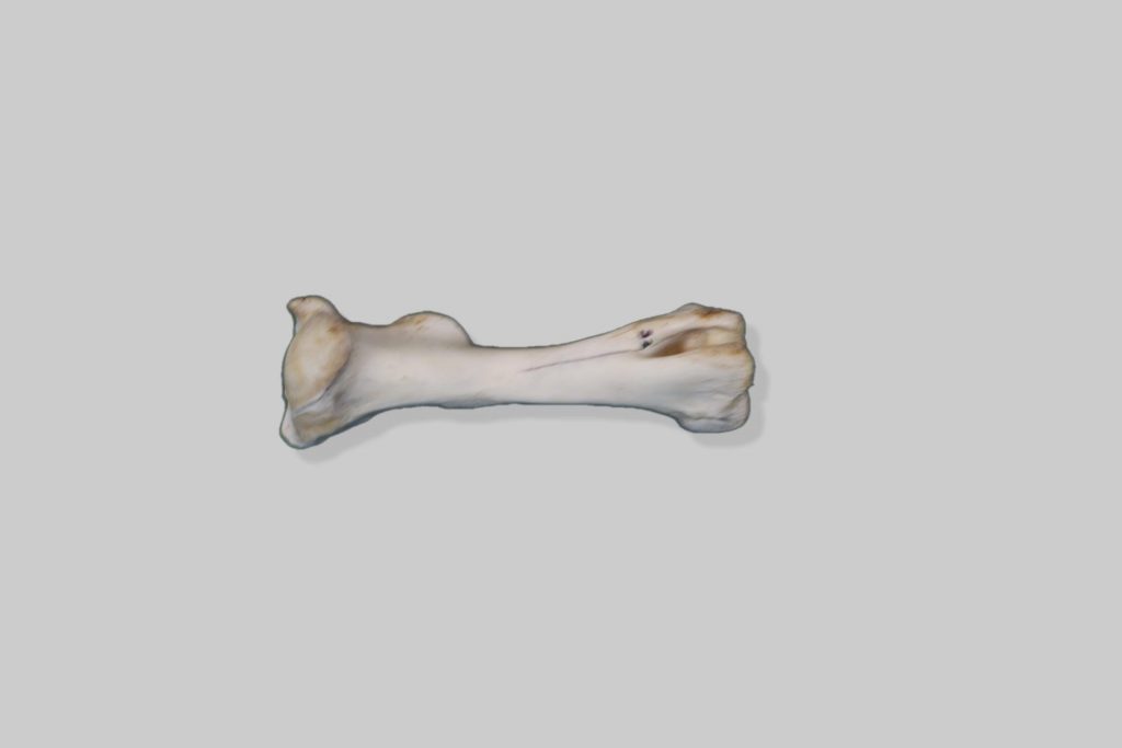 Nadlaktična kost (humerus) magarca - desna