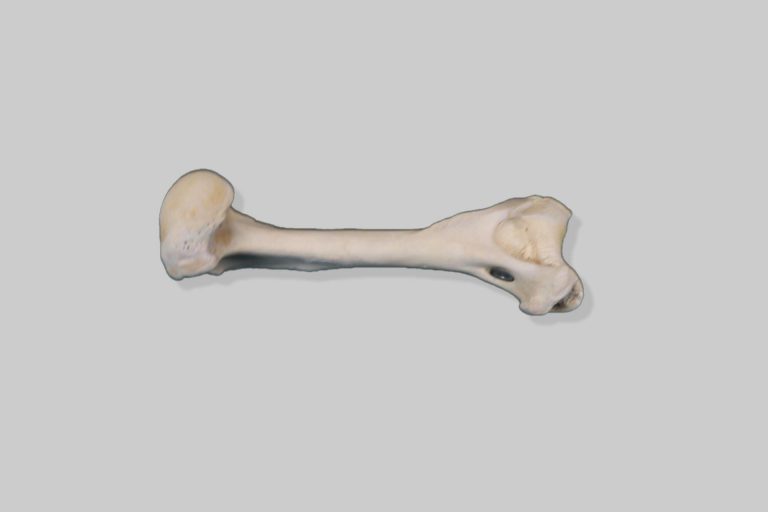 Nadlaktična kost (humerus) tigra (Panthera tigris) - lijeva