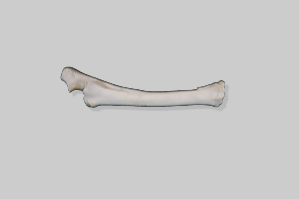Podlaktične kosti (ossa antebrachii) magarca - desna