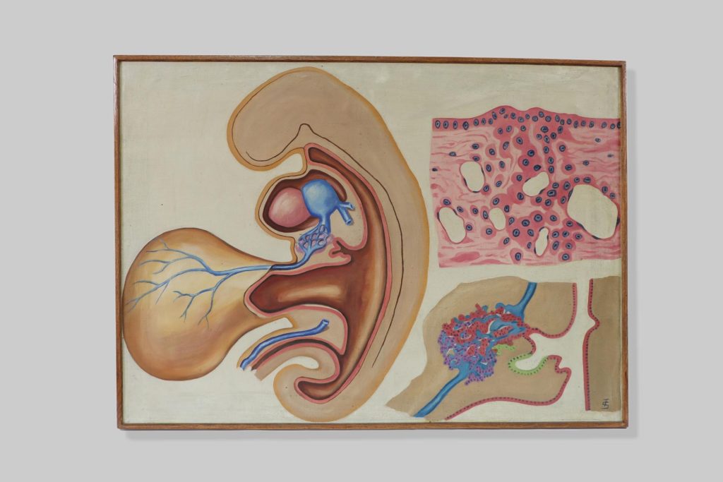 Embriologija / embryology (embryologia)