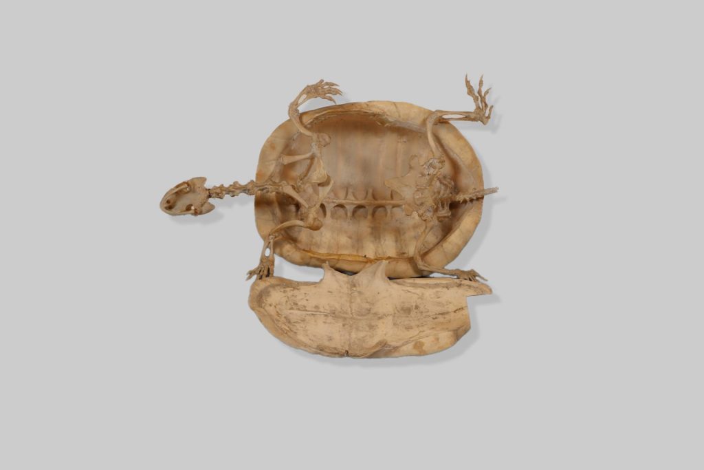 Kostur barske kornjače (Emys orbicularis)