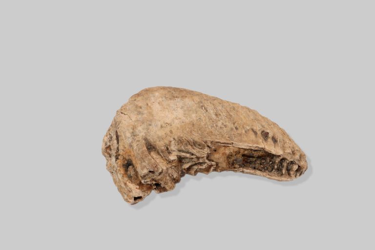 Zub mamuta (Mammutidae spp.)