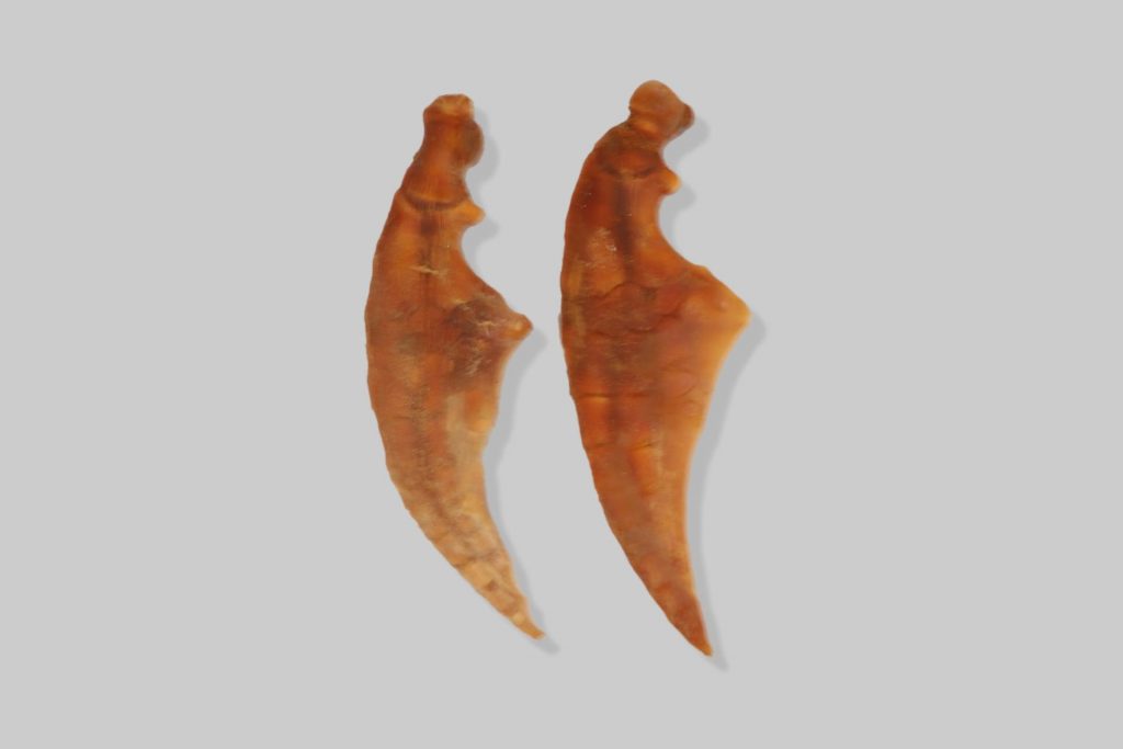 Prsne peraje dobrog dupina (Tursiops truncatus)