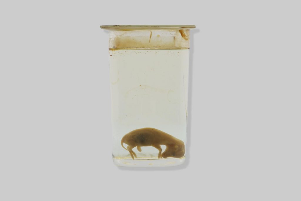 Fetus goveda / cattle fetus (Bos taurus)