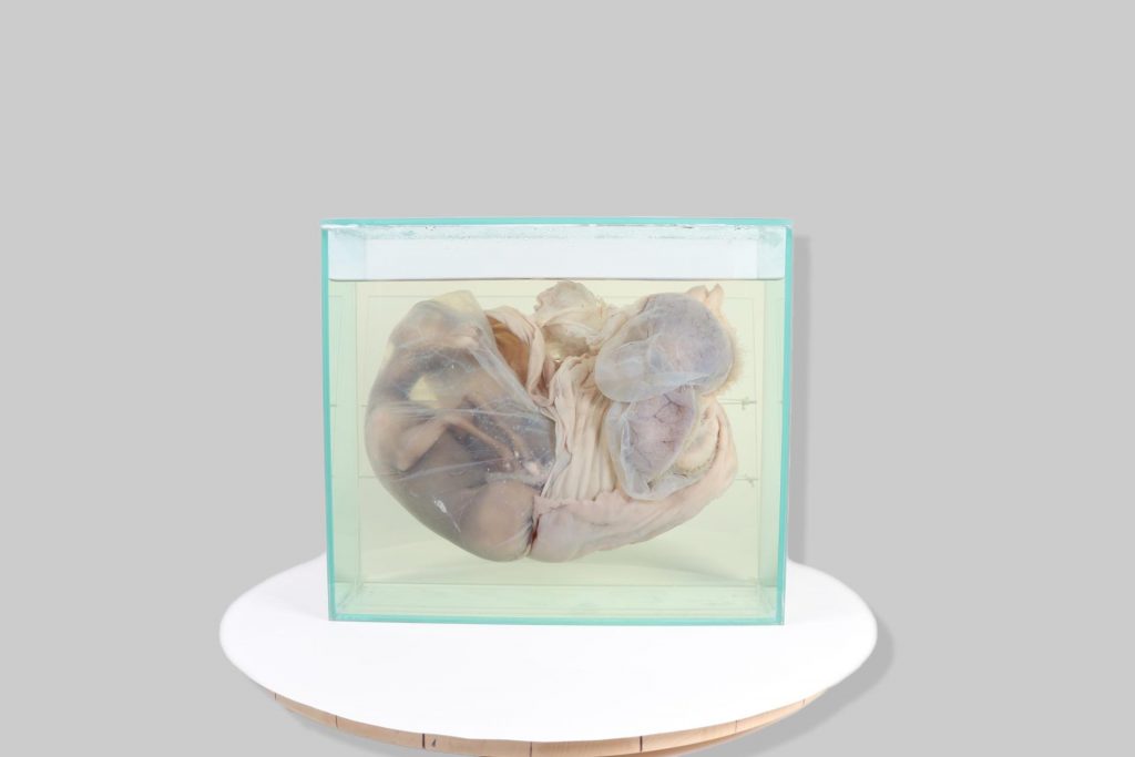 Gravidna maternica s placentom i fetusom jelena običnoga / pregnant uterus with placenta and fetus of red deer (Cervus elaphus)