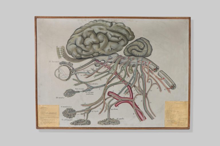 Središnji živčani sustav / central nervous system (systema nervosum centrale)