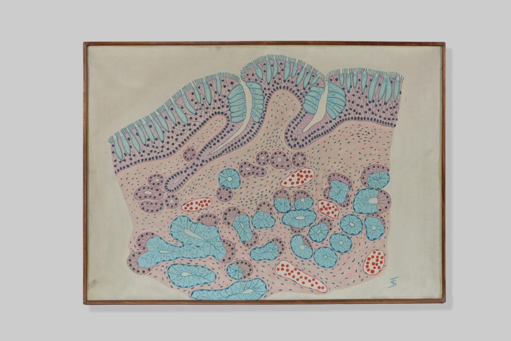 Dušnik / trachea (trachea)