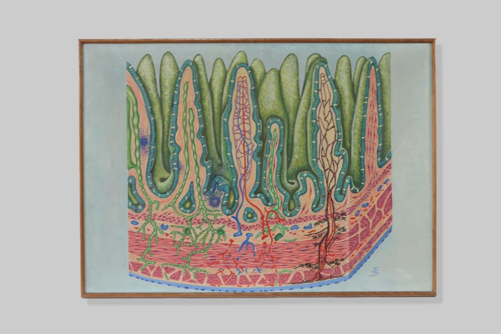 Crijevne resice / intestinal villus (villus intestinalis)