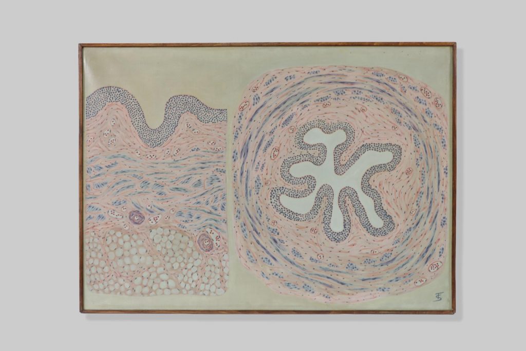Mokraćni mjehur / urinary bladder (vesica urinaria), mokraćovod / ureter (ureter)