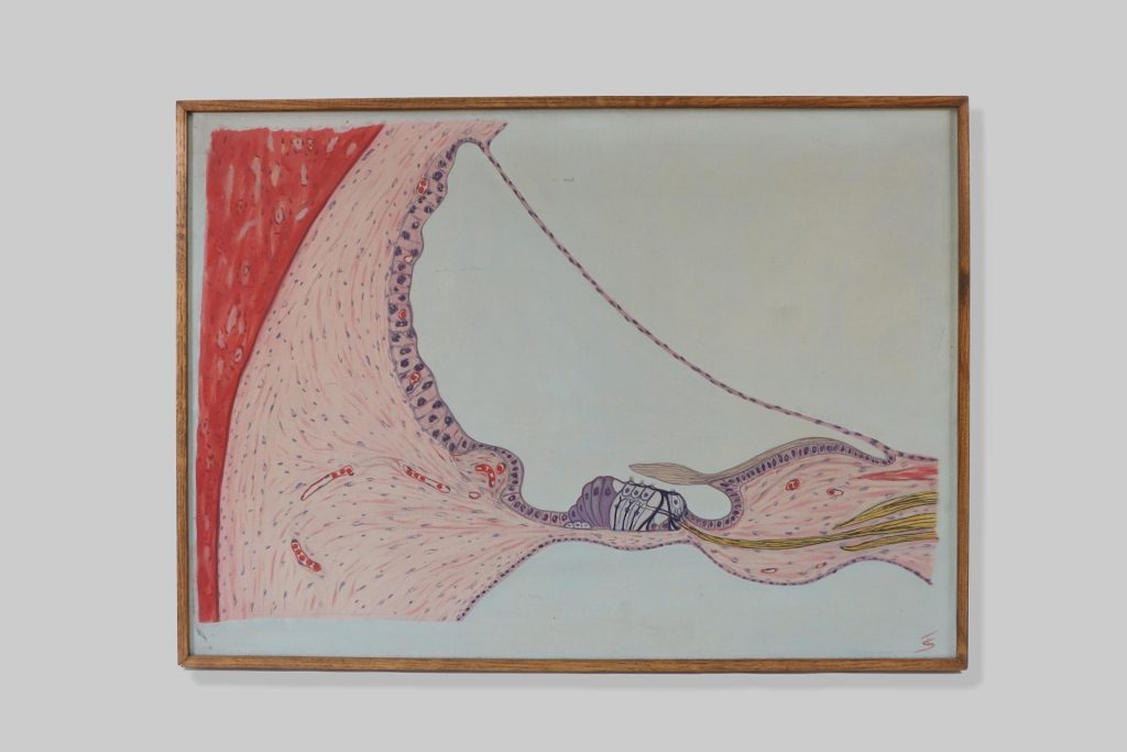 Unutrašnje uho / internal ear (auris interna)