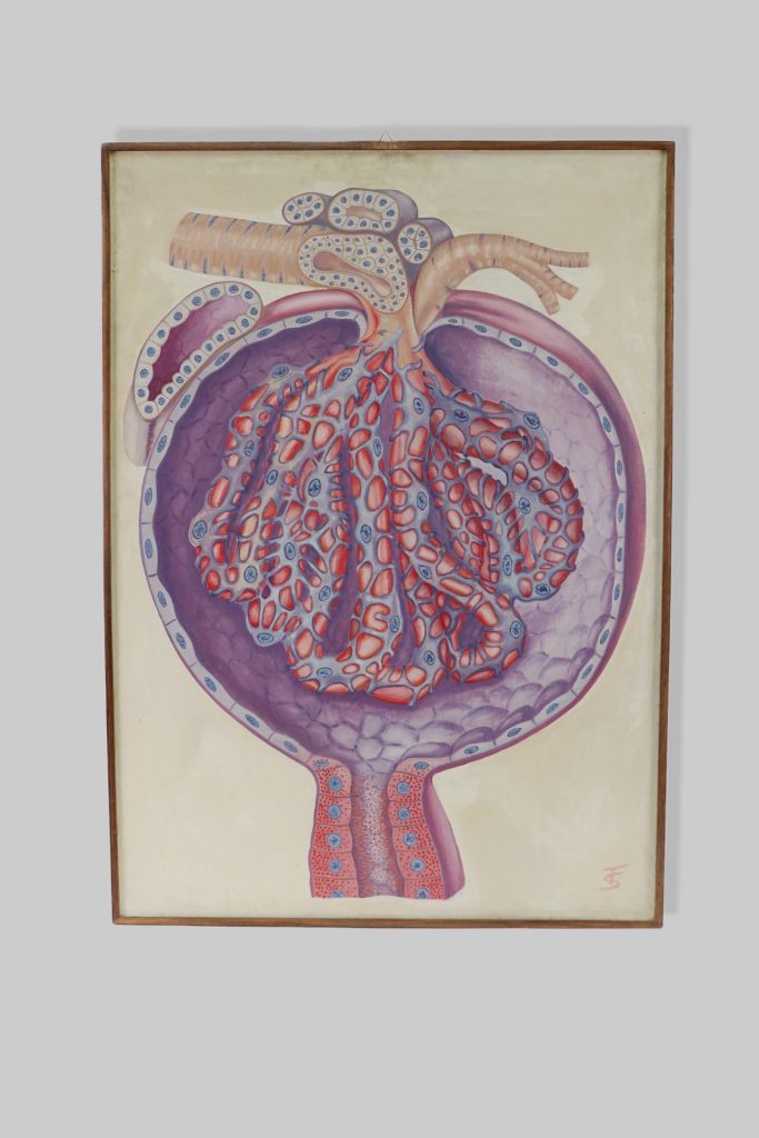 Bubreg / kidney