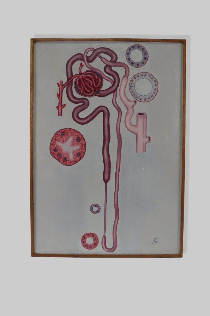 Bubreg / kidney
