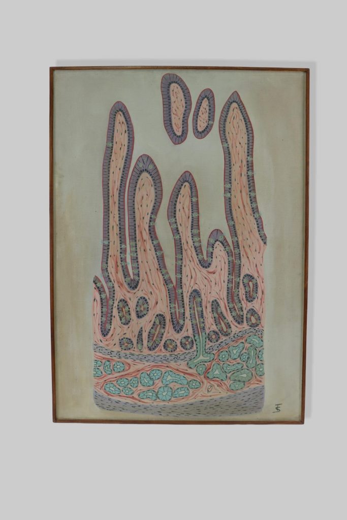 Dvanaesnik / duodenum