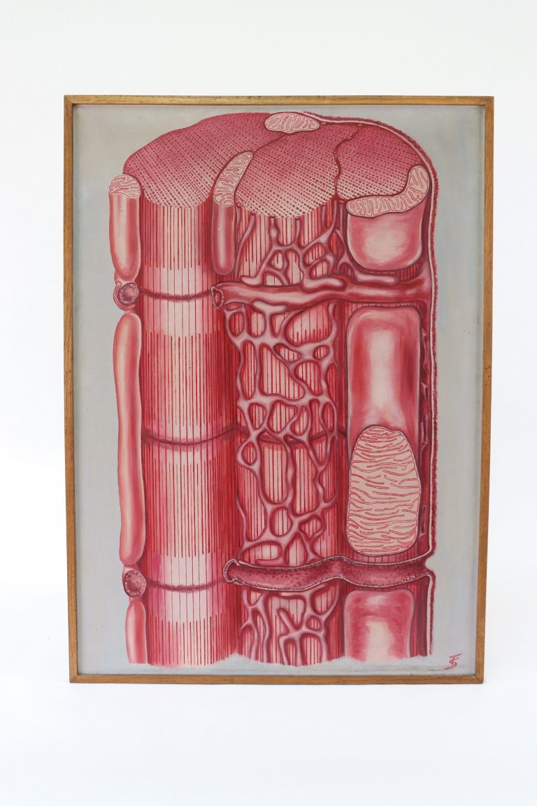 Poprečnoprugasto skeletno mišićno tkivo / syncytial (non-cardiac) striated muscle tissue (textus muscularis striatus syncytialis – noncardiacus)