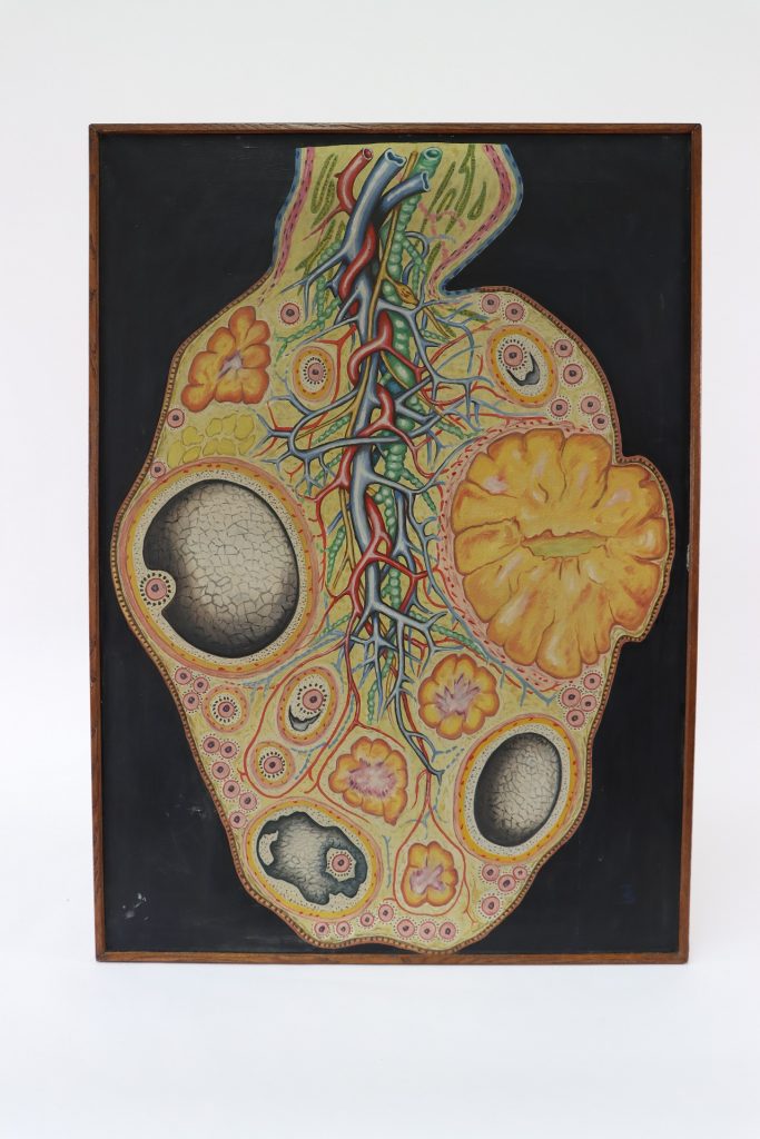 Jajnik / ovary (lat. ovarium, grč. oophoros)